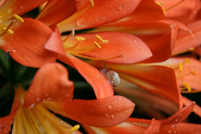  foto 1 dr. Giacalone:  Lilium con lumachina